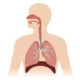 Sistema Respiratório Sistema Respiratório